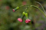 Florida tassleflower